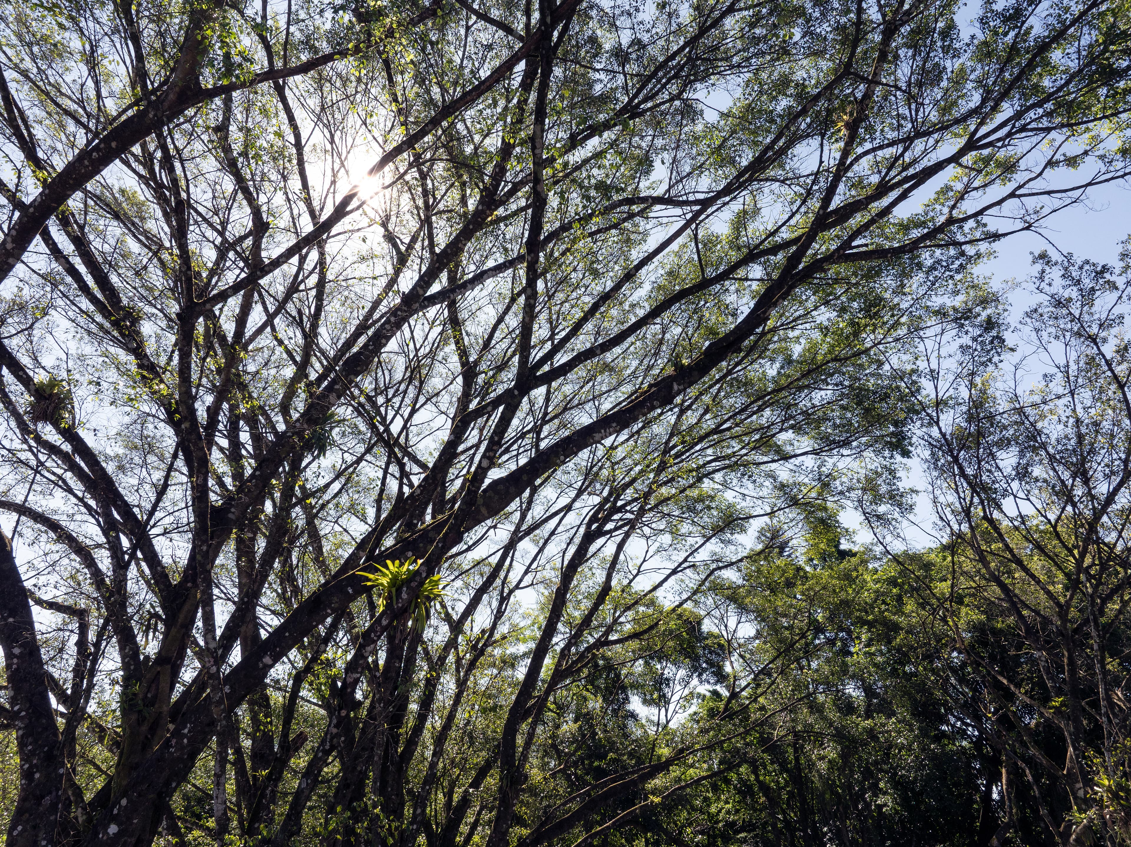 Árvores e luz natural no bairro América
